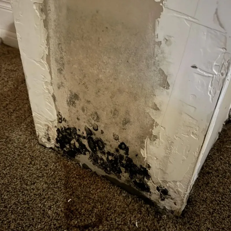 Professional Mold Removal in Perryton, TX